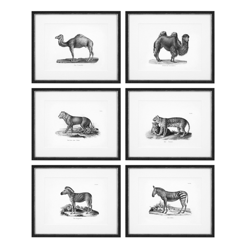 Комплект постеров Eichholtz Prints Historical Animals set of 6 Черный Черно-белый Комплект постеров Eichholtz Prints Historical Animals set of 6 Черный Черно-белый в Твери | Loft Concept