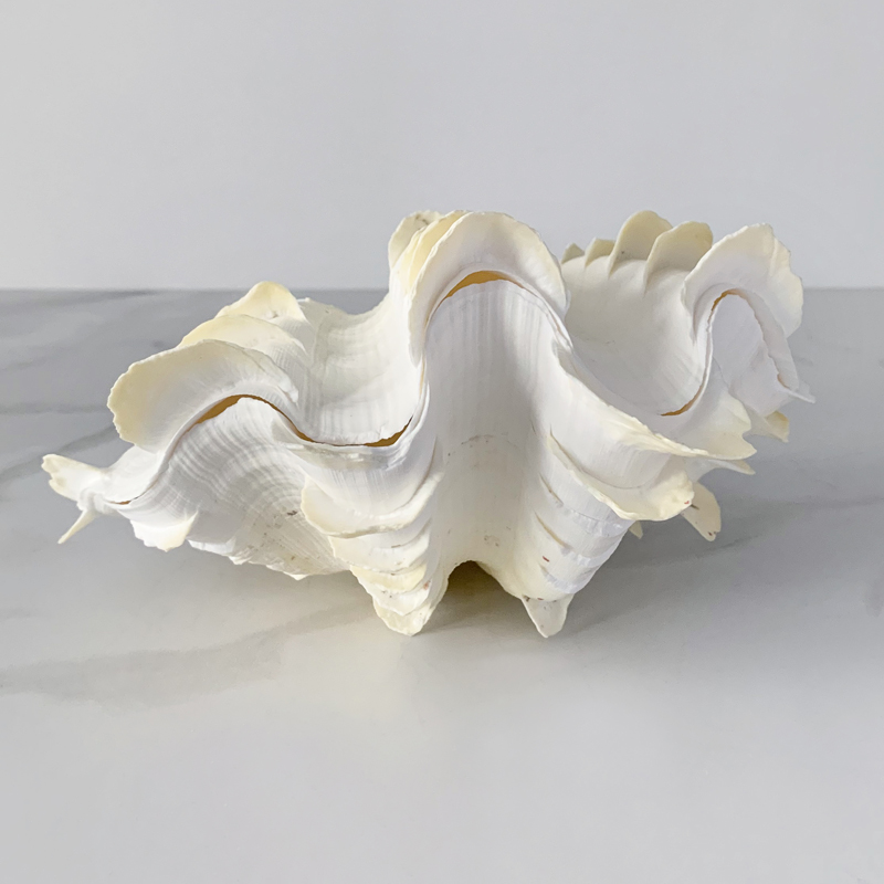 Статуэтка Tridacna Squamosa Shell S Статуэтка Tridacna Squamosa Shell S в Твери | Loft Concept