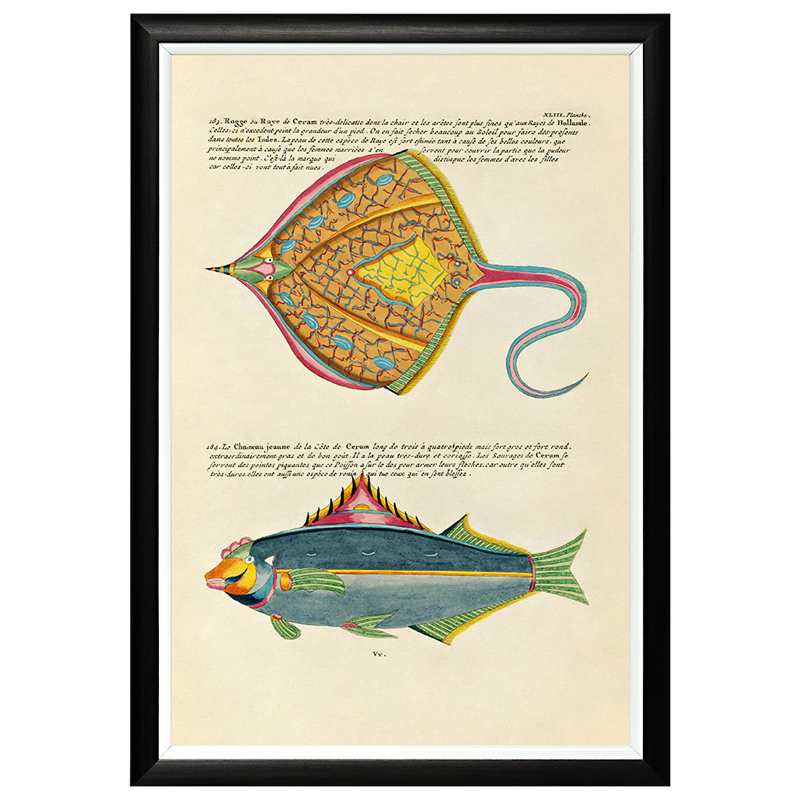 Постер в черной раме Fish Guide 25 Мульти Черный Постер в черной раме Fish Guide 25 Мульти Черный в Твери | Loft Concept