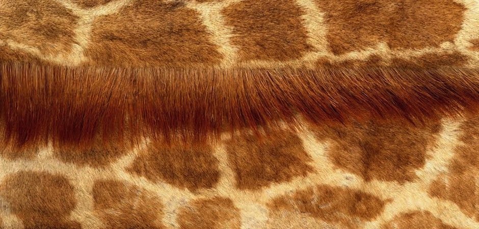 Натуральная шкура жирафа - фото №1