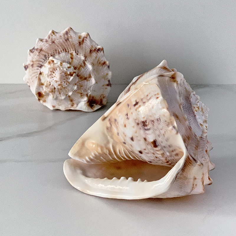 Статуэтка Cassis Cornuta Shell Статуэтка Cassis Cornuta Shell в Твери | Loft Concept