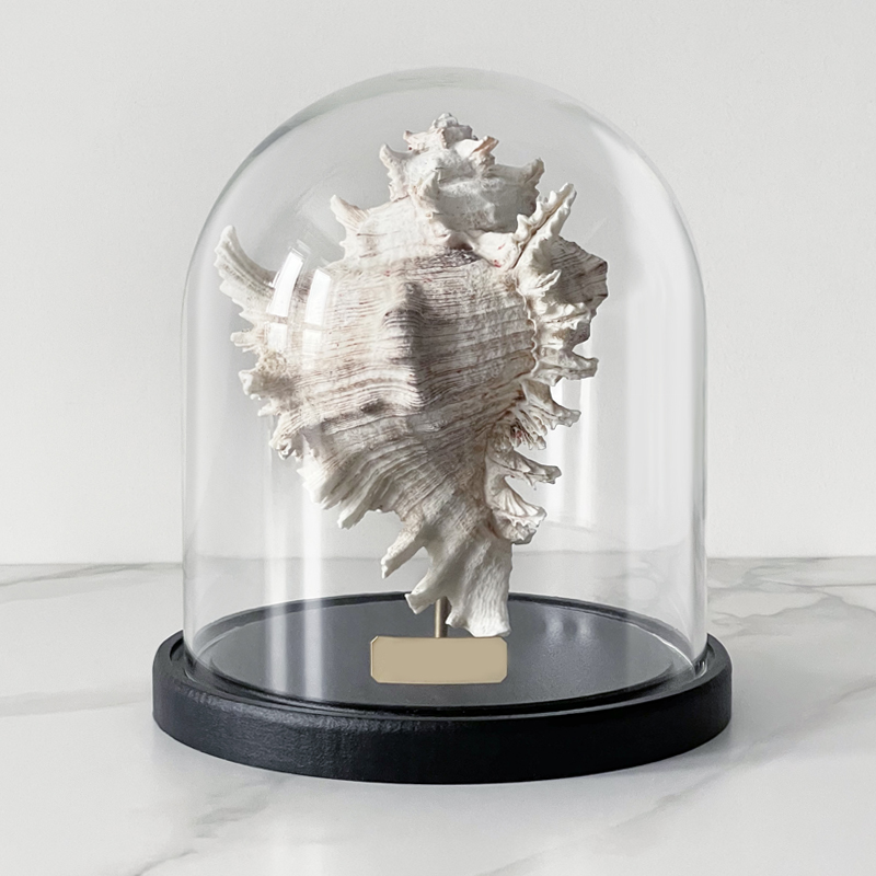 Статуэтка Murex Ramosus Glass Cloche Статуэтка Murex Ramosus Glass Cloche в Твери | Loft Concept