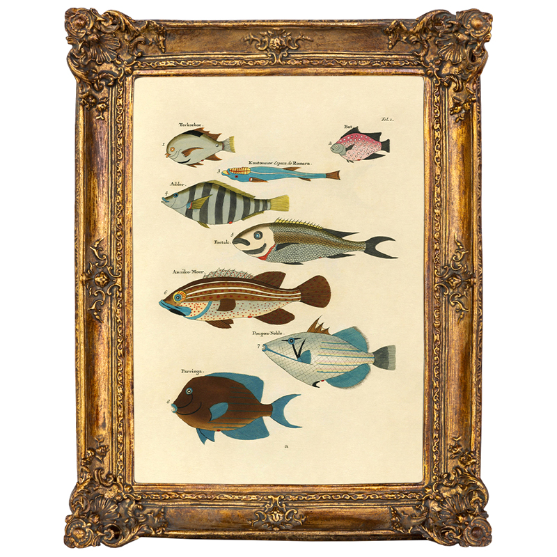 Постер Fish Species в багетной раме Мульти Золотой Постер Fish Species в багетной раме Мульти Золотой в Твери | Loft Concept