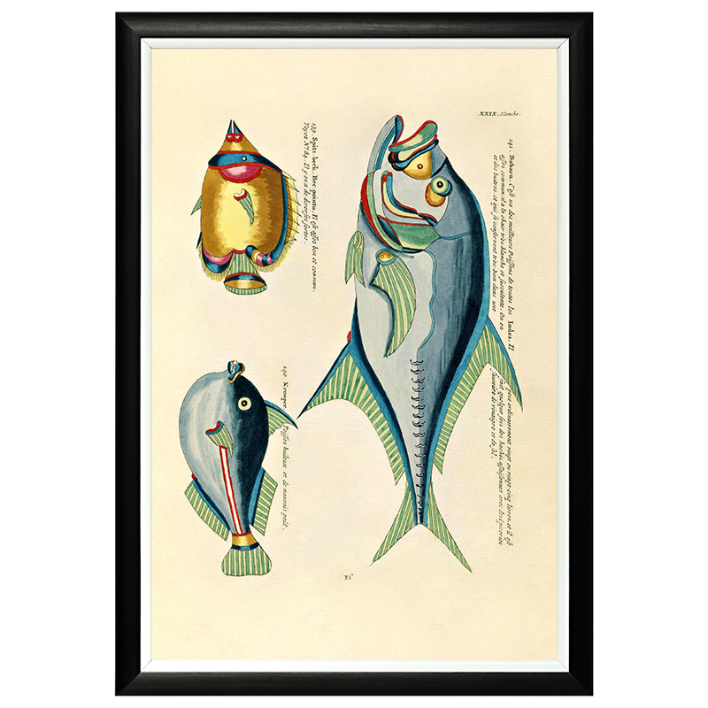 Постер в черной раме Fish Guide 18 Мульти Черный Постер в черной раме Fish Guide 18 Мульти Черный в Твери | Loft Concept