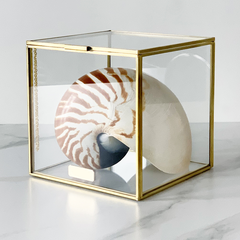 Статуэтка Nautilus Pompilius Glass Box M Статуэтка Nautilus Pompilius Glass Box M в Твери | Loft Concept