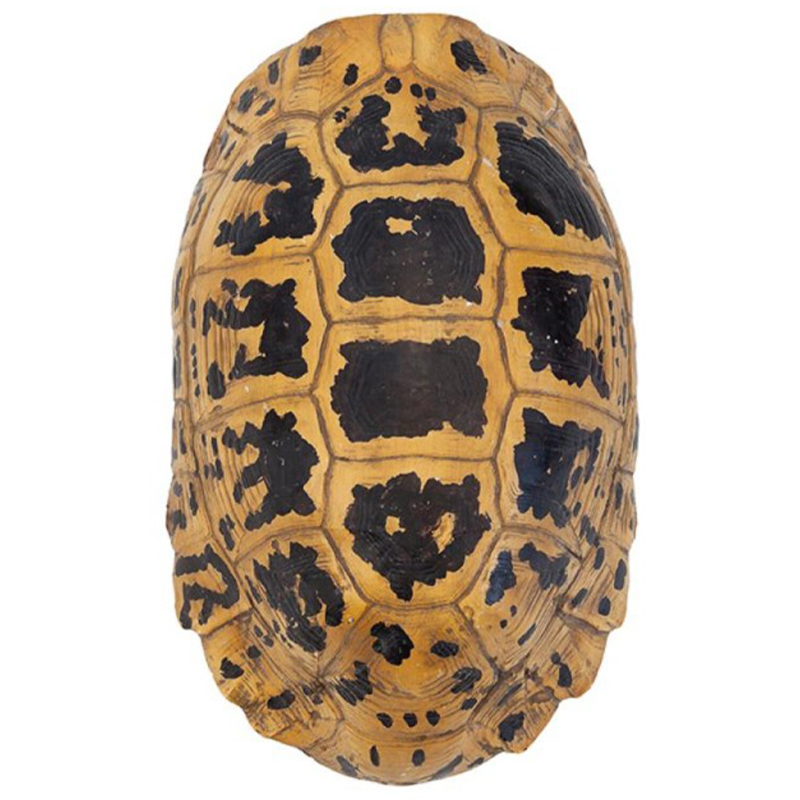 Аксессуар Turtle Hermanni Shell Коричневый Желтый Аксессуар Turtle Hermanni Shell Коричневый Желтый в Твери | Loft Concept