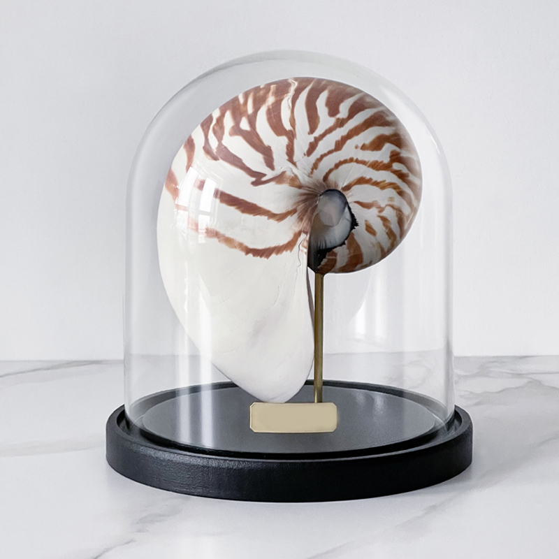 Статуэтка Nautilus Pompilius Glass Cloche Статуэтка Nautilus Pompilius Glass Cloche в Твери | Loft Concept
