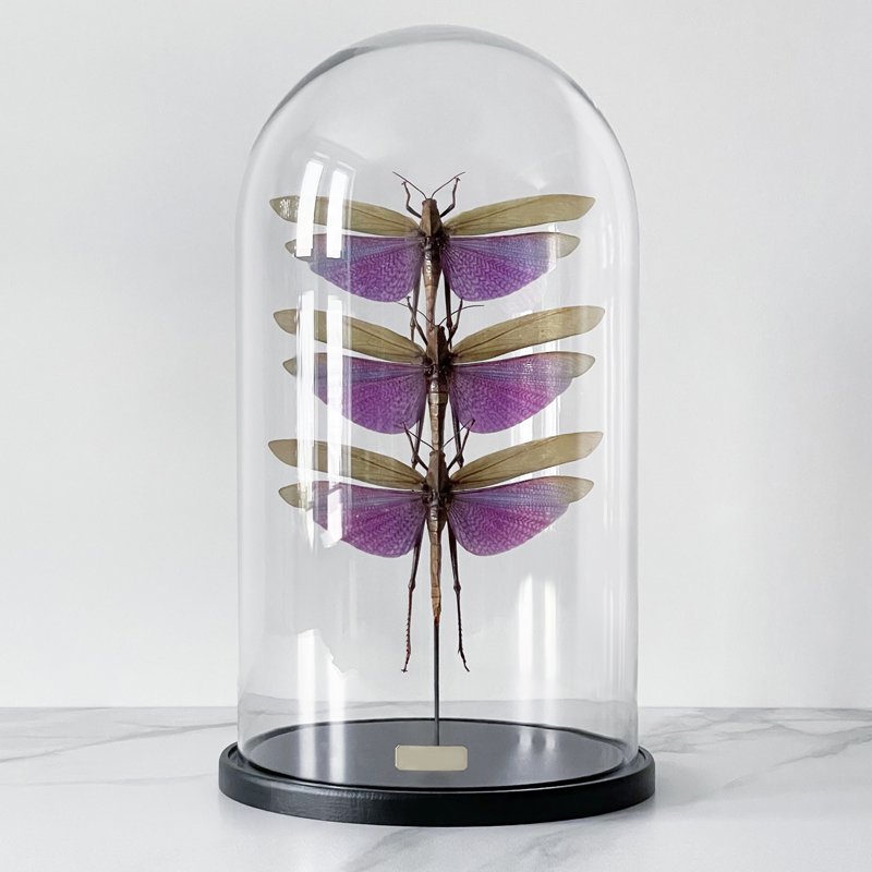 Статуэтка 3 Grasshoppers Titanacris Albipes Glass Cloche  в Твери | Loft Concept 