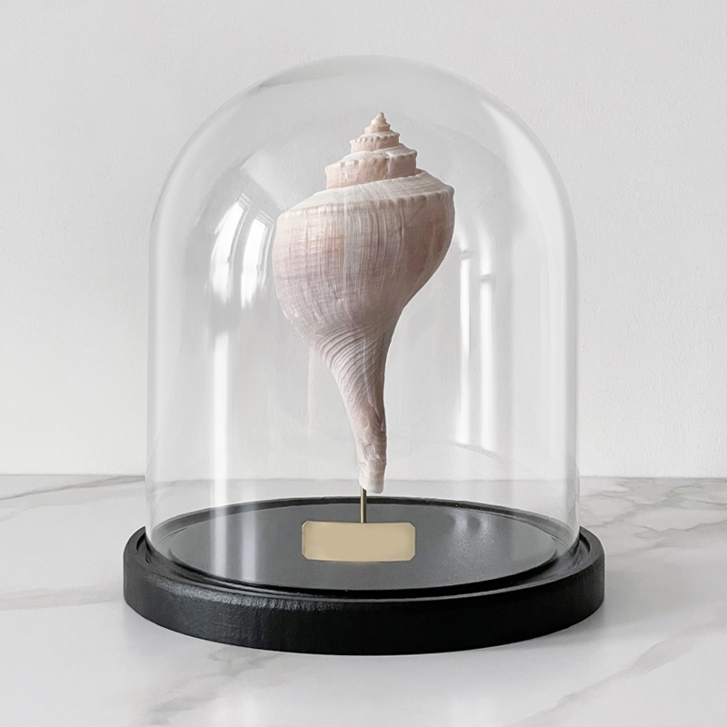Статуэтка Busycon Canaliculatus Glass Cloche Статуэтка Busycon Canaliculatus Glass Cloche в Твери | Loft Concept