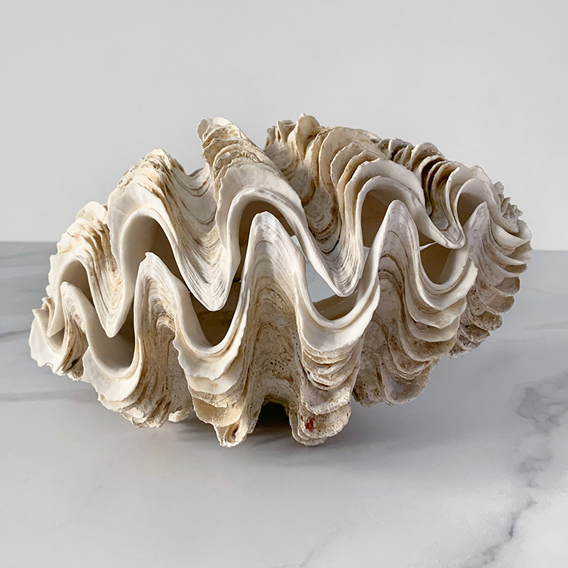 Статуэтка Tridacna Maxima Shell Статуэтка Tridacna Maxima Shell в Твери | Loft Concept