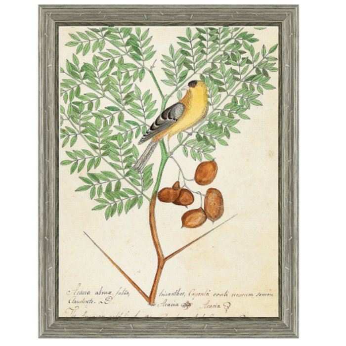 Постер Paradise Bird On Branch Постер Paradise Bird On Branch в Твери | Loft Concept
