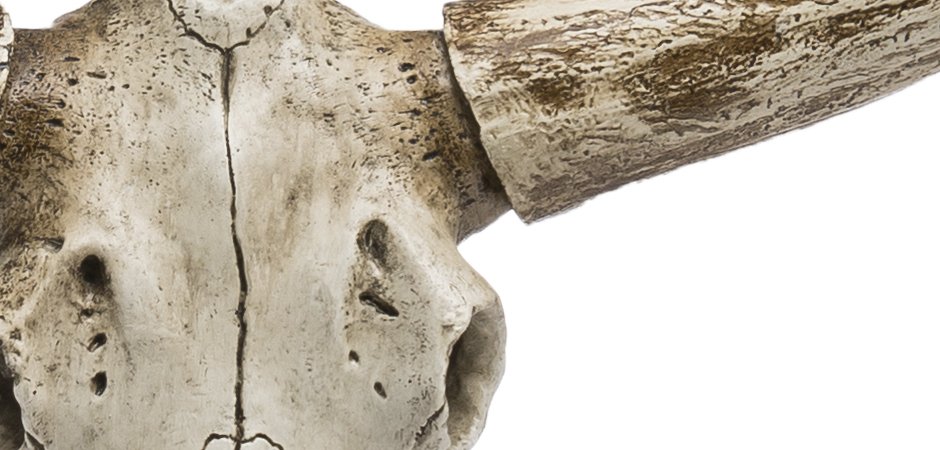 Череп быка Bull Skull Череп быка Bull Skull - Loft-Concept в Твери