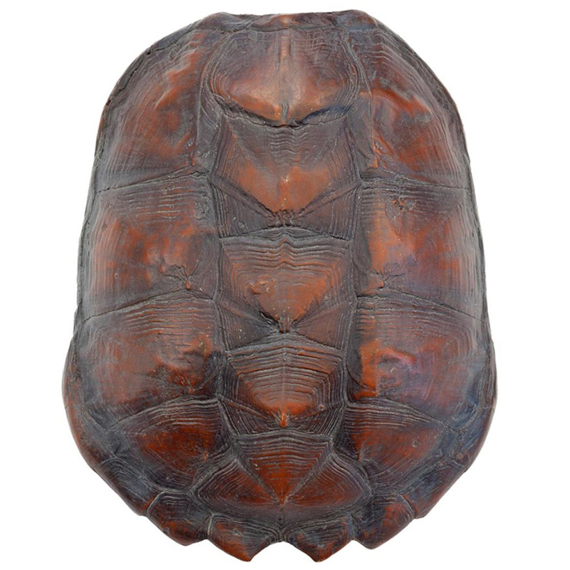 Аксессуар Turtle Shell Big Natural Коричневый Аксессуар Turtle Shell Big Natural Коричневый в Твери | Loft Concept