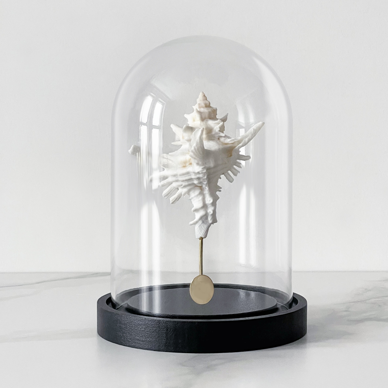 Статуэтка Murex Saharicus Glass Cloche Статуэтка Murex Saharicus Glass Cloche в Твери | Loft Concept