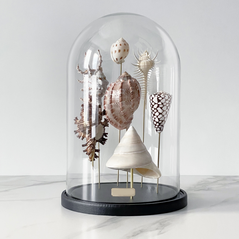 Статуэтка Shell Collection Glass Cloche 2 Статуэтка Shell Collection Glass Cloche 2 в Твери | Loft Concept