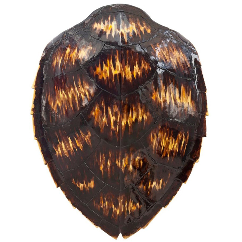 Аксессуар Turtle Shell Motley Natural Коричневый Желтый Аксессуар Turtle Shell Motley Natural Коричневый Желтый в Твери | Loft Concept