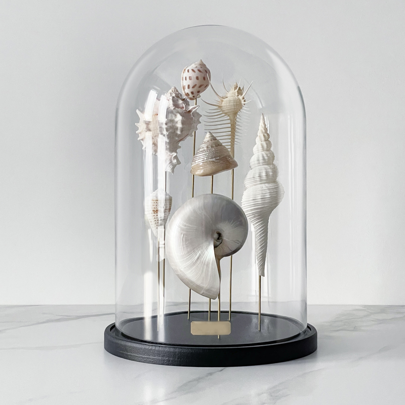 Статуэтка Shell Collection Glass Cloche 1 Статуэтка Shell Collection Glass Cloche 1 в Твери | Loft Concept