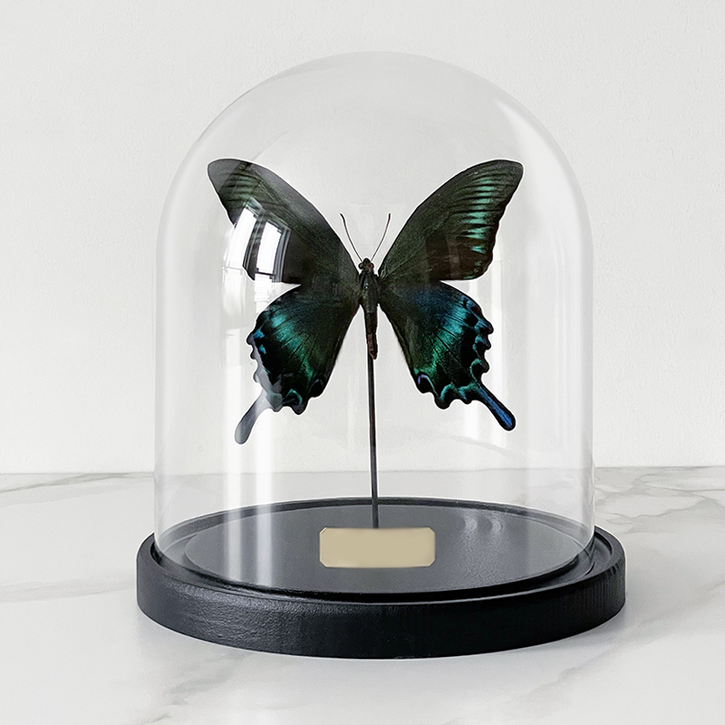 Статуэтка Butterfly Sailboat Maaka Glass Cloche Статуэтка Butterfly Sailboat Maaka Glass Cloche в Твери | Loft Concept