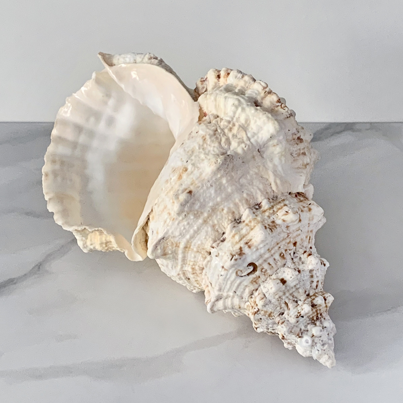 Статуэтка Bursa Bubo Shell Статуэтка Bursa Bubo Shell в Твери | Loft Concept