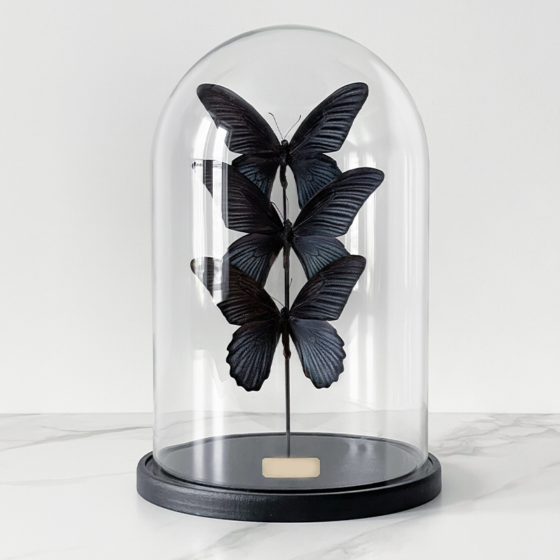 Статуэтка 3 Butterflies Papilio Memnon Glass Cloche Статуэтка 3 Butterflies Papilio Memnon Glass Cloche в Твери | Loft Concept