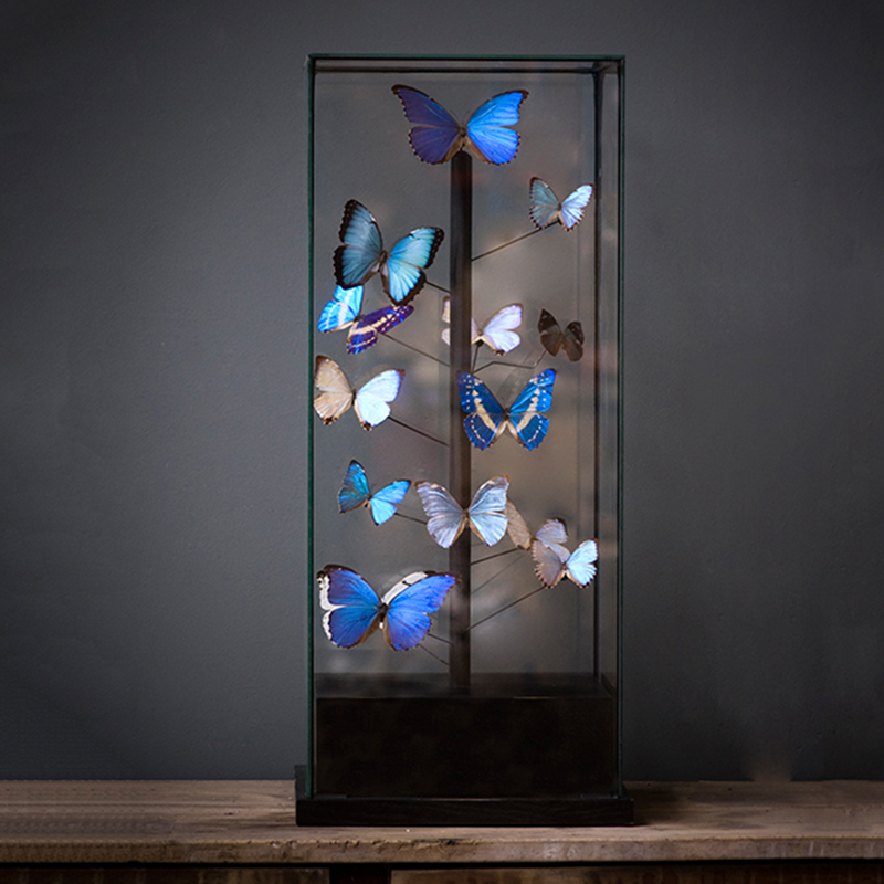 Статуэтка 14 Blue Butterflies Morphos Glass Box Статуэтка 14 Blue Butterflies Morphos Glass Box в Твери | Loft Concept