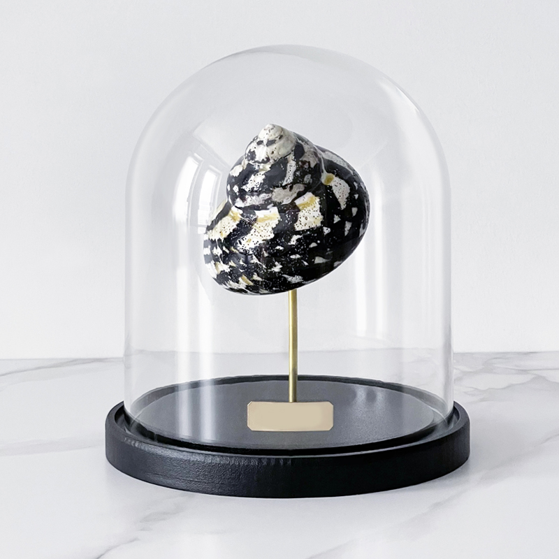 Статуэтка Turbo Cittarium Pica Glass Cloche Статуэтка Turbo Cittarium Pica Glass Cloche в Твери | Loft Concept