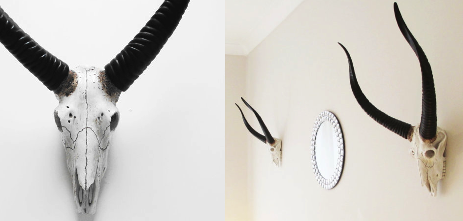 Череп антилопы с черными рогами - Loft-Concept в Твери