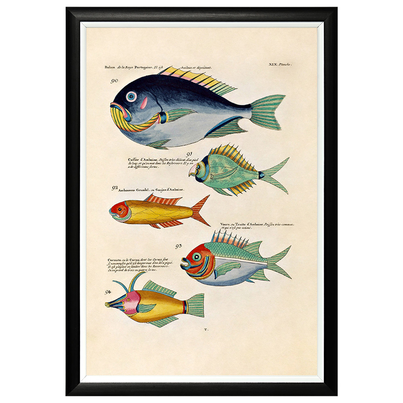 Постер в черной раме Fish Guide 12 Мульти Черный Постер в черной раме Fish Guide 12 Мульти Черный в Твери | Loft Concept