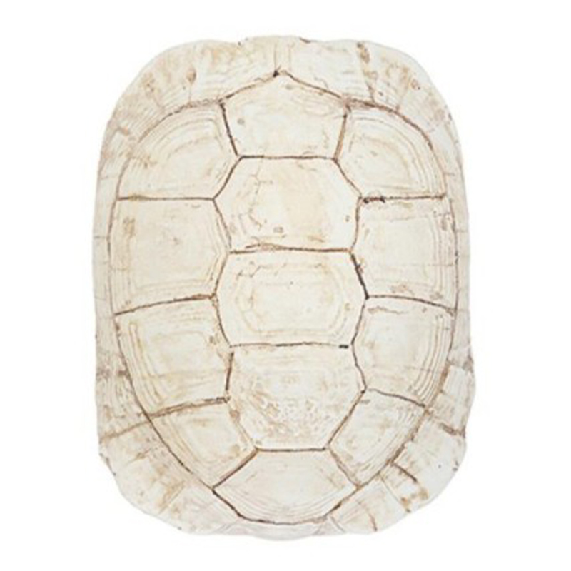 Аксессуар Turtle Shell White Бежевый Аксессуар Turtle Shell White Бежевый в Твери | Loft Concept