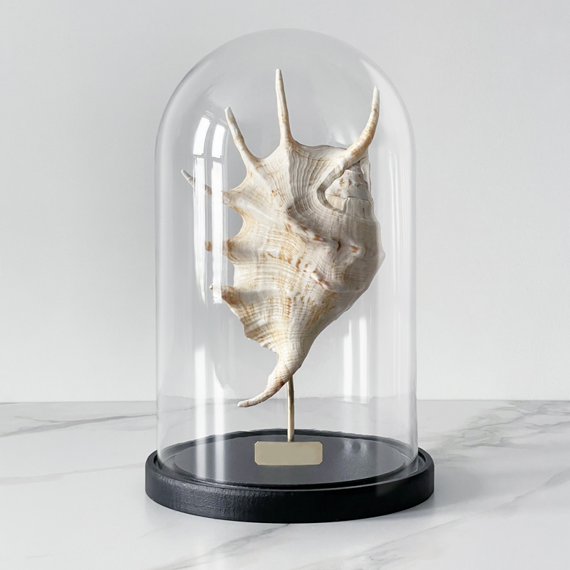 Статуэтка Lambis Glass Cloche Статуэтка Lambis Glass Cloche в Твери | Loft Concept