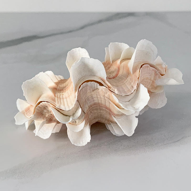 Статуэтка Tridacna Shell XS Статуэтка Tridacna Shell XS в Твери | Loft Concept