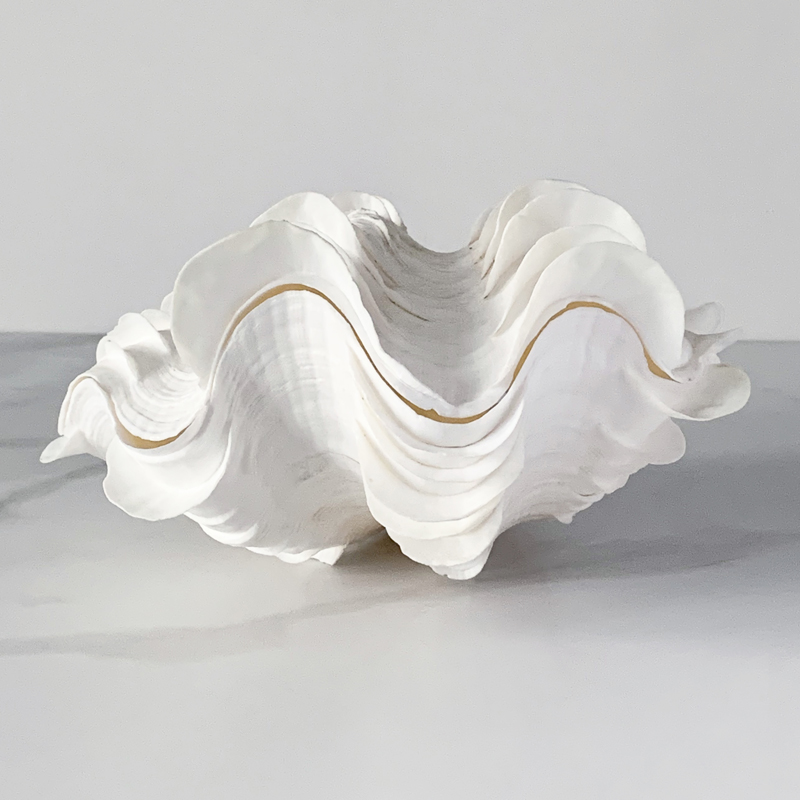 Статуэтка Tridacna Squamosa Shell Статуэтка Tridacna Squamosa Shell в Твери | Loft Concept