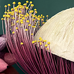 Статуэтка фантастический фрукт Exotic Tropical Fruit orange and white 67 варинант исполнения - 2 | Loft Concept в Твери