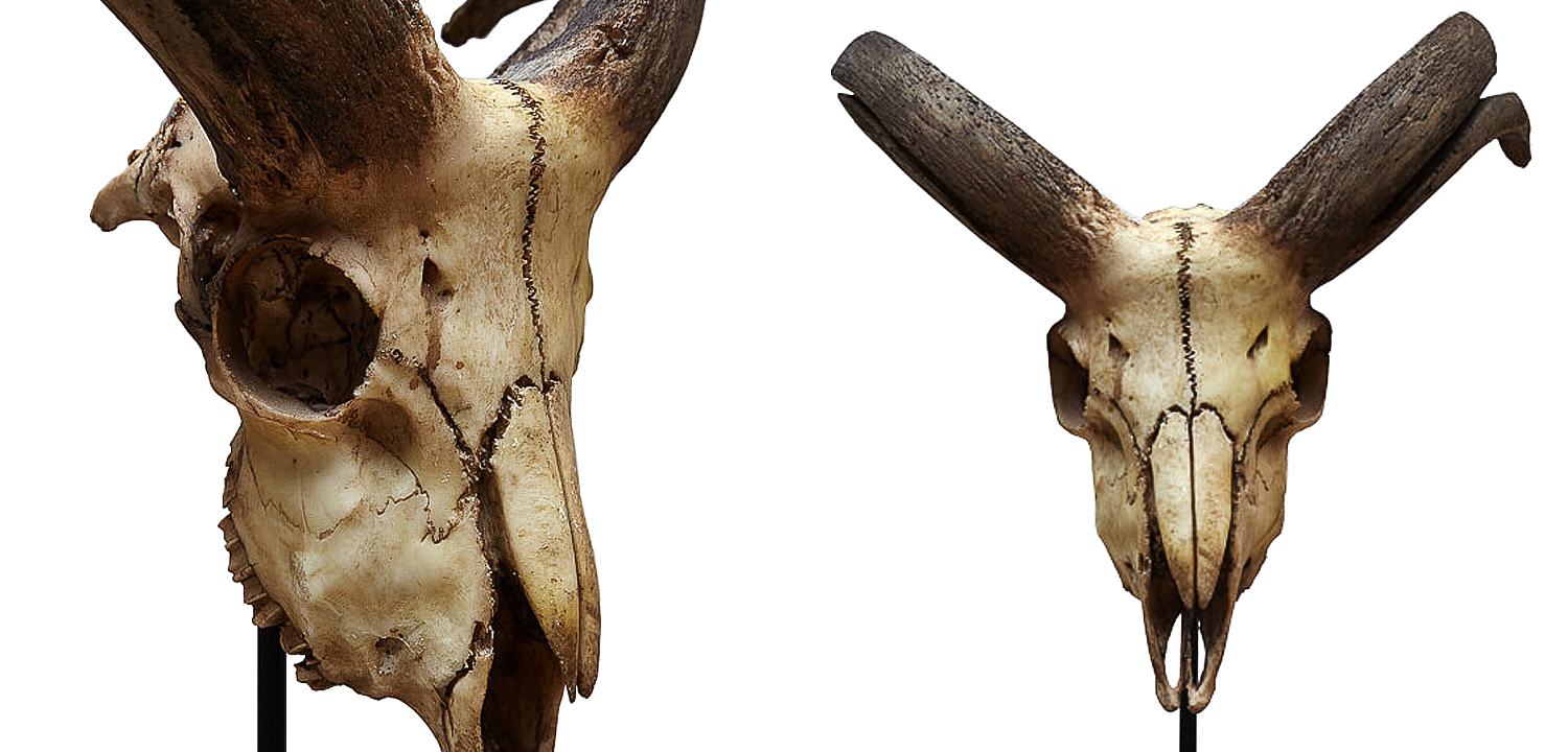 Аксессуар Goat Skull Аксессуар Goat Skull - Loft-Concept в Твери