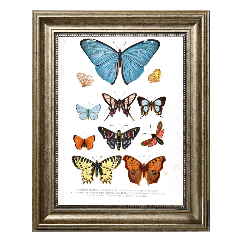 Постер Blue Butterfly Постер Blue Butterfly в Твери | Loft Concept