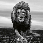 Книга Beusker. Look into my Eyes варинант исполнения - 7 | Loft Concept в Твери