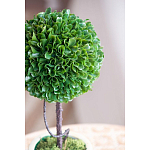 Декоративный искусственное растение Single boxwood варинант исполнения - 7 | Loft Concept в Твери