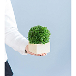 Декоративный искусственное растение Square boxwood варинант исполнения - 7 | Loft Concept в Твери