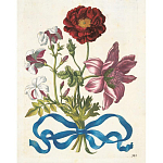 Книга цветов 22 постера Maria Sibylla Merian: 22 Pull-Out Posters варинант исполнения - 3 | Loft Concept в Твери