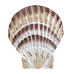 Фигурка из фарфора в виде ракушки морского гребешка Marine Tridacna варинант исполнения - 1 | Loft Concept в Твери