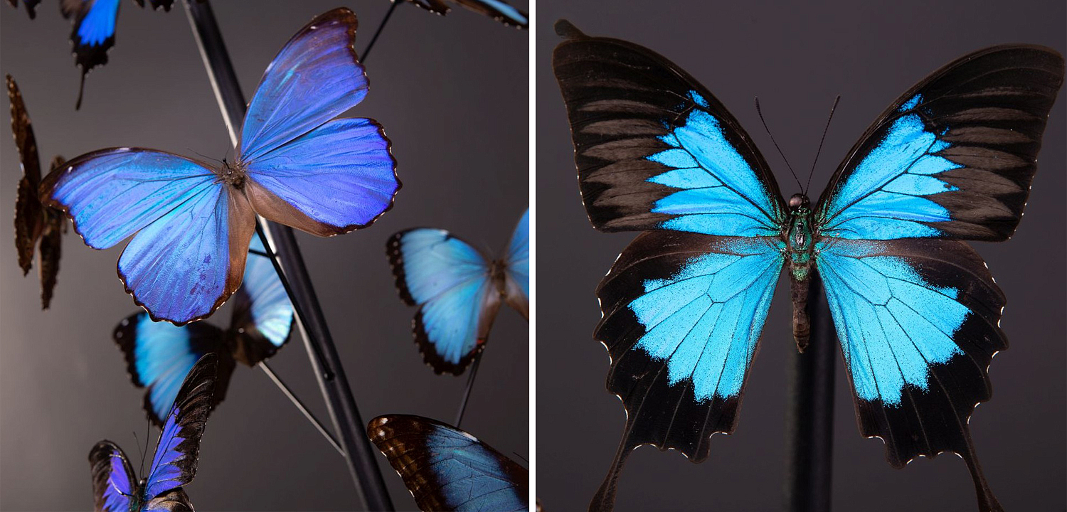 Статуэтка 14 Blue Butterflies Morphos Glass Box Статуэтка 14 Blue Butterflies Morphos Glass Box - Loft-Concept в Твери