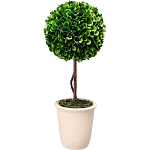Декоративный искусственное растение Single boxwood варинант исполнения - 1 | Loft Concept в Твери