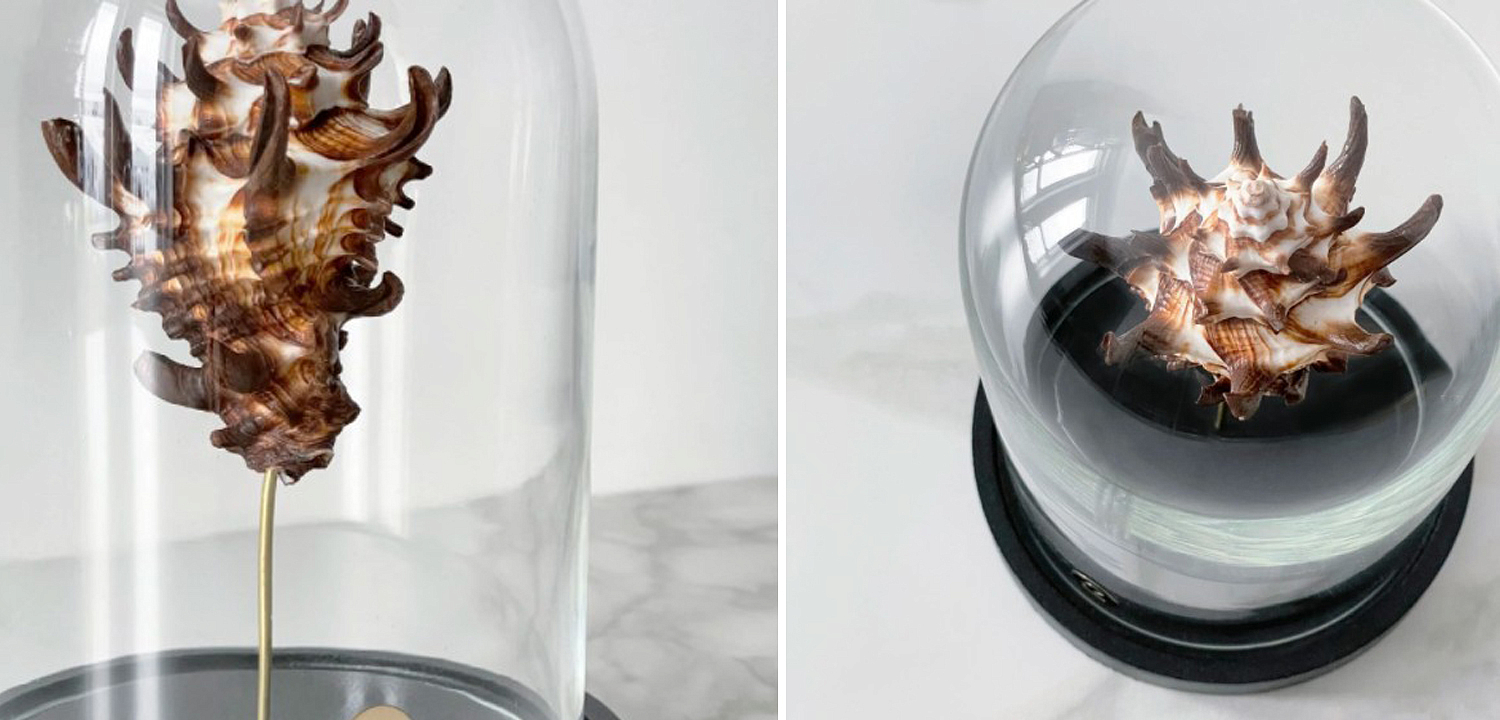 Статуэтка Vasum Tubiferum Glass Cloche Статуэтка Vasum Tubiferum Glass Cloche - Loft-Concept в Твери