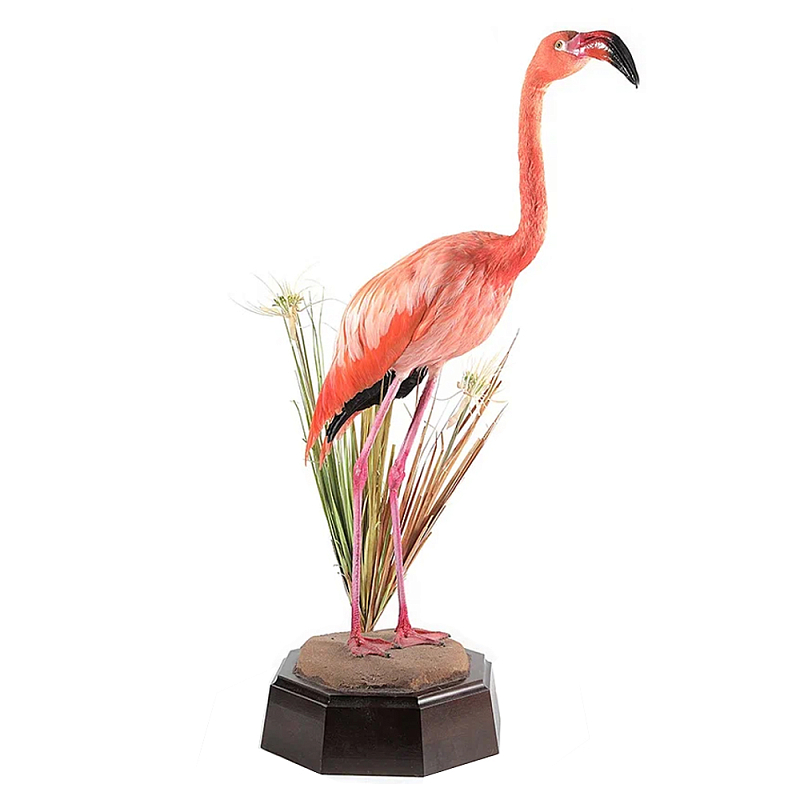 Настоящее чучело фламинго Pink Flamingo Розовый Коричневый Настоящее чучело фламинго Pink Flamingo Розовый Коричневый в Твери | Loft Concept