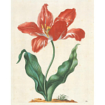 Книга цветов 22 постера Maria Sibylla Merian: 22 Pull-Out Posters варинант исполнения - 5 | Loft Concept в Твери