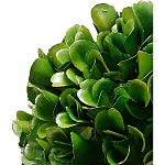 Декоративный искусственное растение Square boxwood варинант исполнения - 2 | Loft Concept в Твери