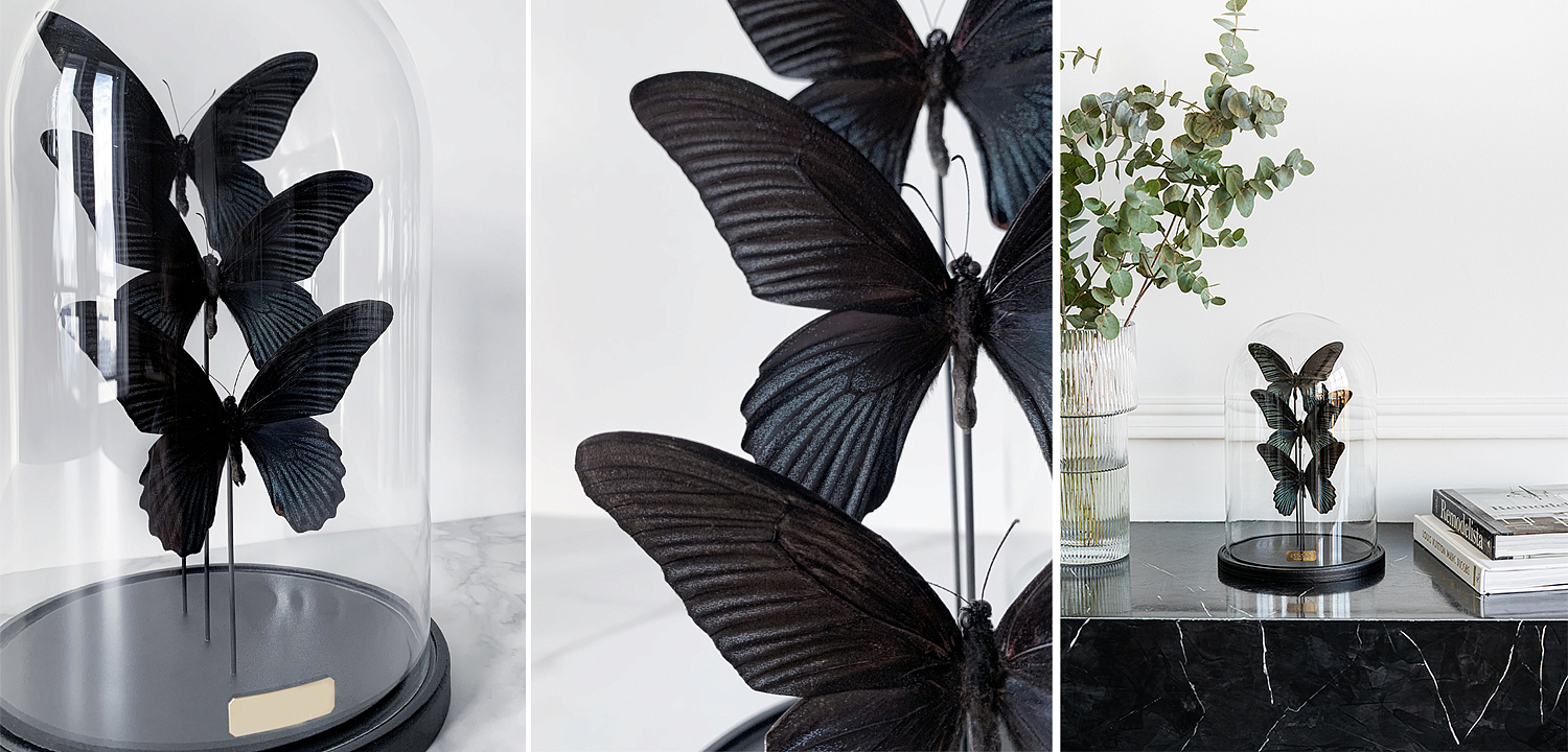 Статуэтка 3 Butterflies Papilio Memnon Glass Cloche Статуэтка 3 Butterflies Papilio Memnon Glass Cloche - Loft-Concept в Твери