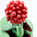 Дизайнерская статуэтка для интерьера Tropical Fruit Pandora 16 варинант исполнения - 1 | Loft Concept в Твери