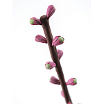 Статуэтка тропический фрукт Pandora Tropical Fruit Tall Pink Green варинант исполнения - 1 | Loft Concept в Твери