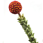 Статуэтка тропический фрукт  Tropical Fruit High Orange варинант исполнения - 2 | Loft Concept в Твери